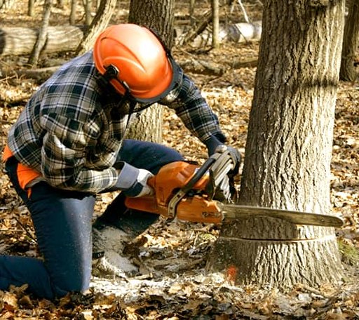 Tree Removal in Pollok, TX